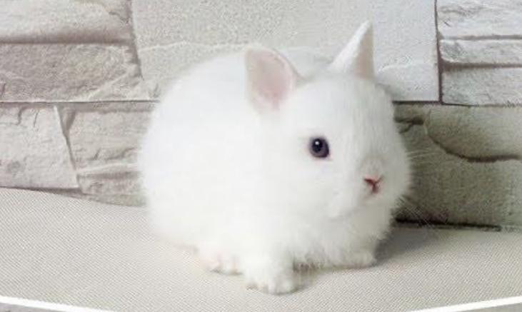 กระต่ายดวอฟโฮโท สีขาว