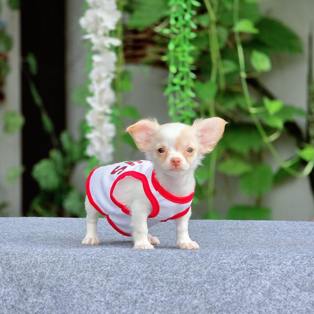 Chihuahuaแท้น้องชูการ์ เพศเมีย