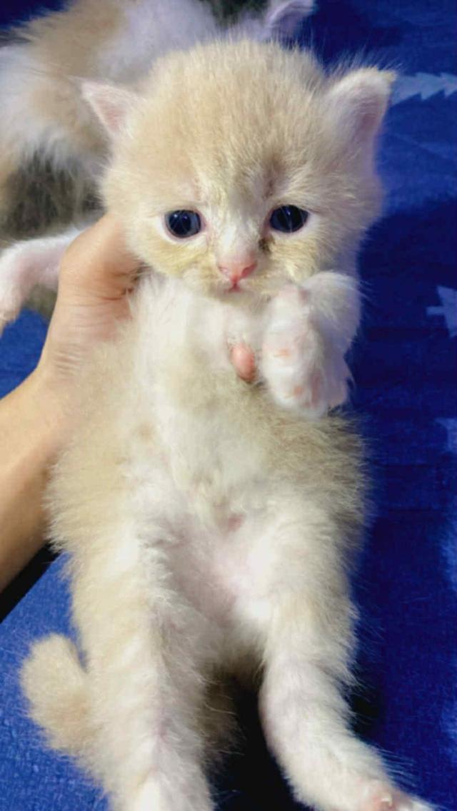 แมวเปอร์เซียกาญจนบุรี