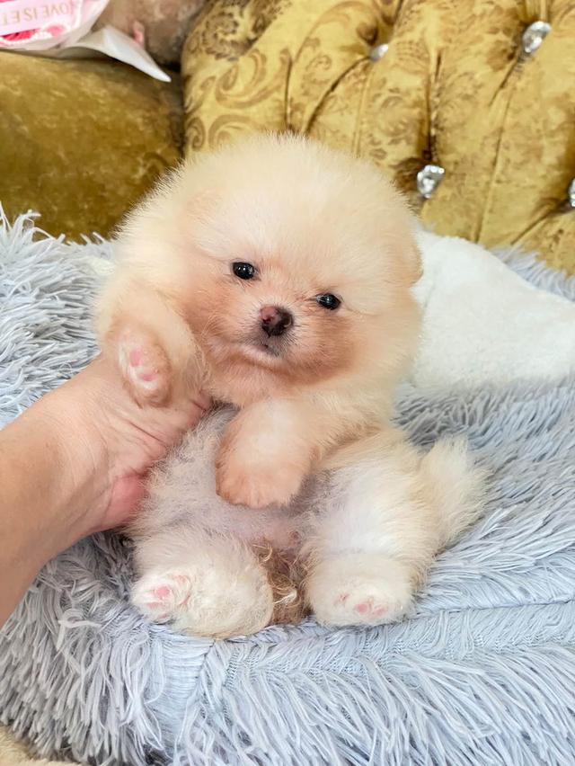 ลูกปอมเมอเรเนียนแท้ ทีคัพ ไซสจิ๋วๆ อ้วนกลมหมี เตี้ยสั้นขนแน่นฟู