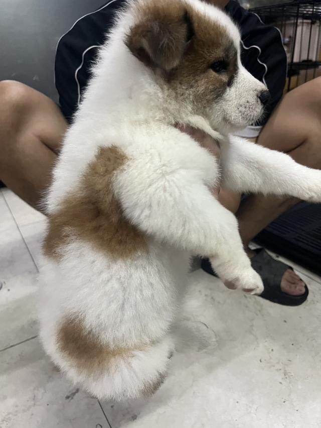 ลูกหมาบางแก้ว เพศเมีย รูปที่ 5