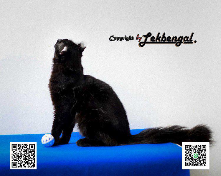 ราคาพิเศษขายลูกแมว อเมริกันเคลอ American Curl สายพันธุ์แท้ เพศผู้