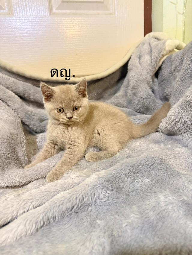 น้องบลู บริติช ชอทแฮร์