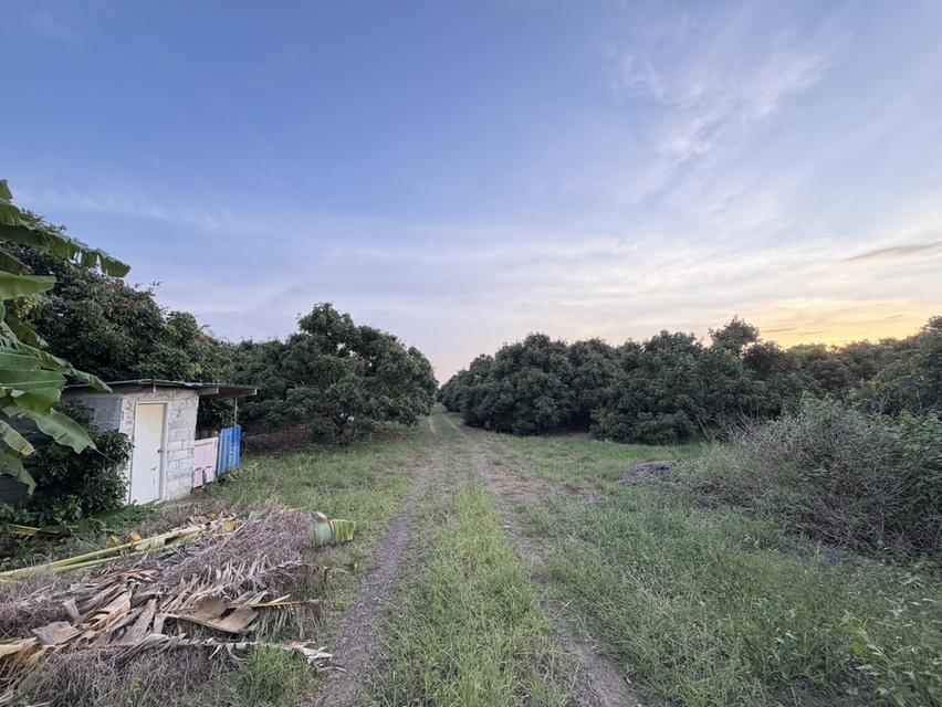 ขายที่สวนลำไย ราคาถูก-สามารถซื้อไปขายต่อหรือปล่อยเช่าได้ 5