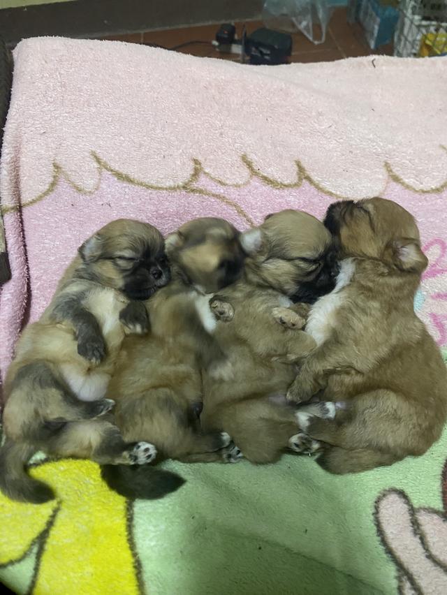 สุนัขชิสุผสมปอม ย้าบได้10ตุลา  ราชบุรี ชาย3ญ1