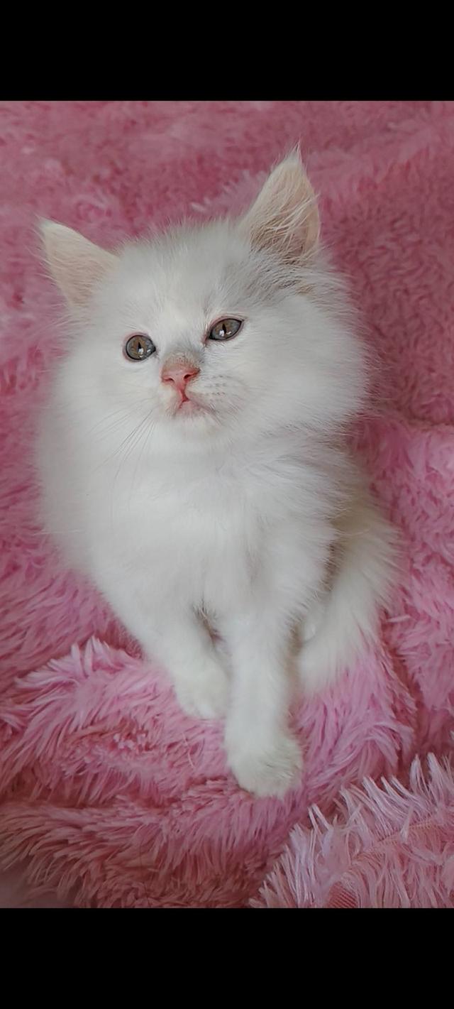 แมวเปอร์เซียแท้ตาสวย สองสี รูปที่ 3