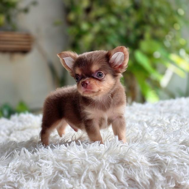 chihuahuaขนยาวสีช็อคหนุ่มหล่อ รูปย่อยที่ 4