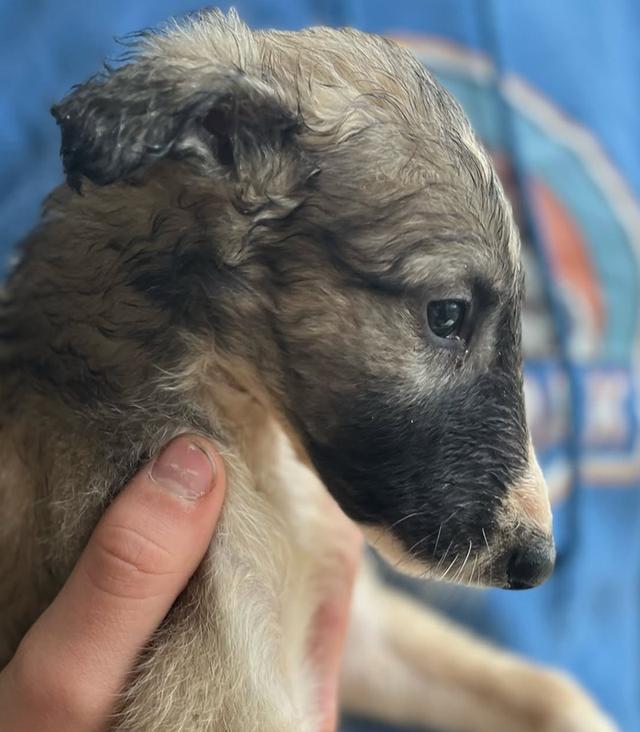 สุนัข Borzoi ราคาแบ่งปัน 2