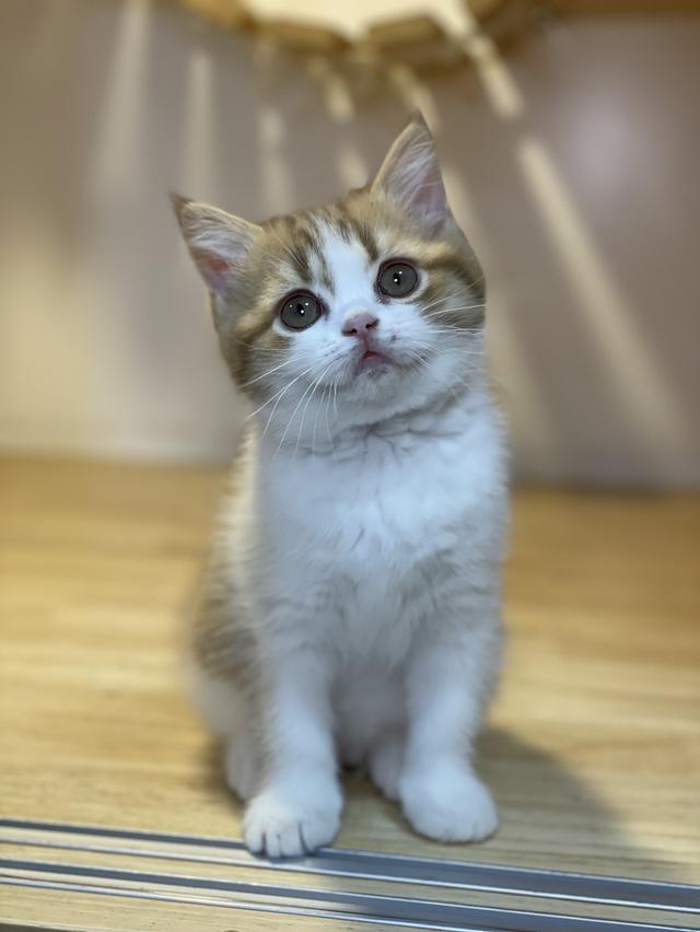 ลูกแมวมันช์กิ้น ขาสั้น และขาปกติ รูปที่ 5