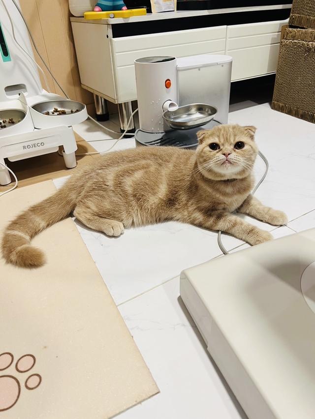 แมว สก็อตติชโฟลด์ เพศ ผู้ เลี้ยงด้วยความรัก รูปที่ 2