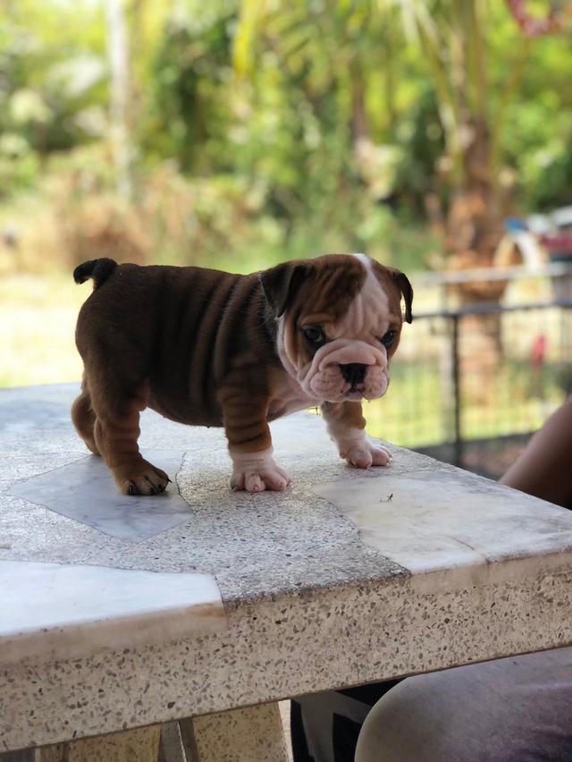 อิงลิชบลูด็อกเพศเมีย รูปที่ 3