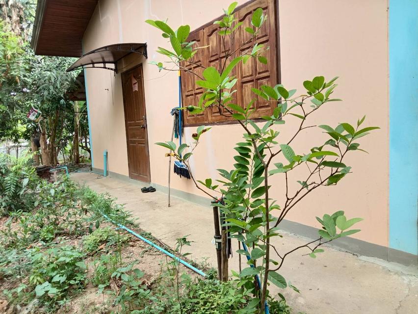 ขายที่ดินพร้อมบ้าน 4 ไร่ 1 งาน ใกล้ตัวเมืองบ้านเหล่า อ.สูงเม่น จ.แพร่ เหมาะลงทุน ทำการเกษตร พักอาศัย 4