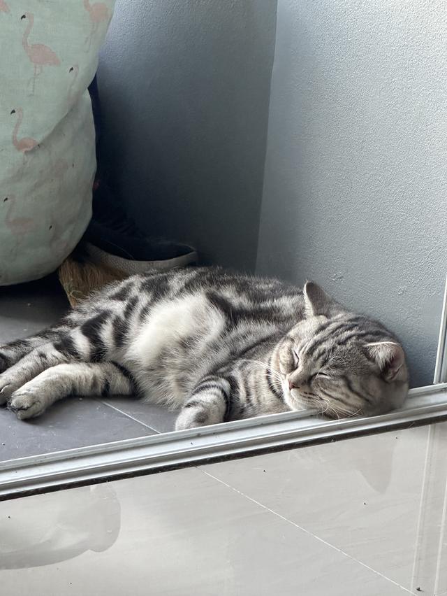 น้องดีเซล(ตัวผู้) 3