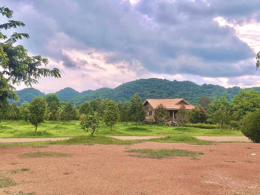 ขายที่สวนทุเรียน เขาใหญ่ ปากช่อง บ้านสวนผลไม้ คลองม่วง นครราชสีมา ที่ดิน 11 ไร่ บ้านไม้เรือนไทย ใกล้ภูเขา วิวเขาล้อมรอบสวยมาก ที่สูงอากาศดี 0879074045 1