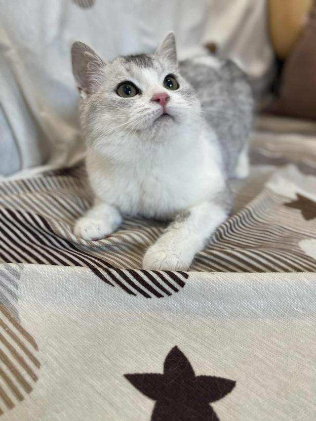 สาวสก็อต