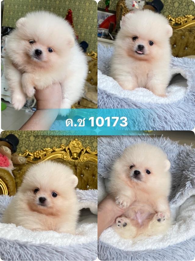 ลูกปอมแท้ สอบถามได้นะคะ