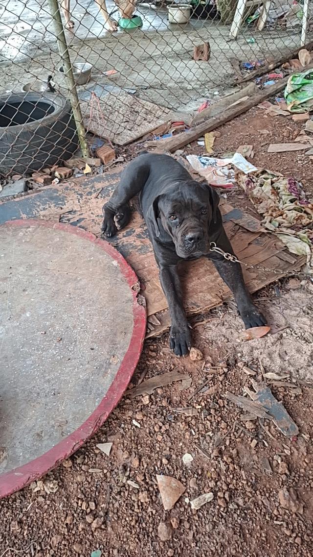 ขายแม่พันบัวโบอายุปีแปดเดือน