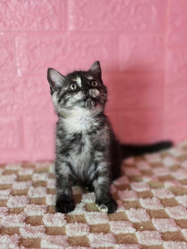 ส ก็ อ ต ติ ช โฟ ล ด์ รูปที่ 5