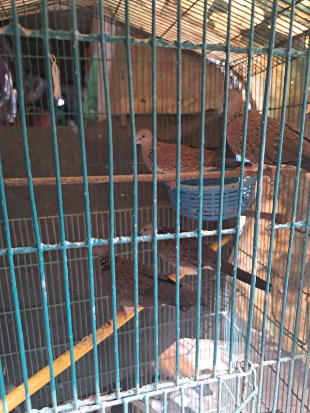 นกเขาใหญ่ นกเขาชวา