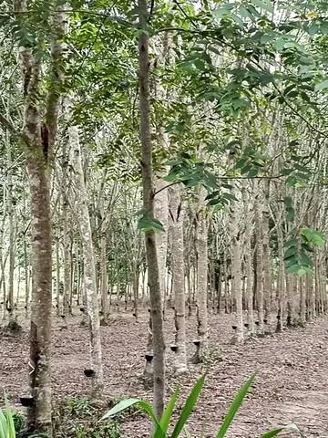 บ้านสวนพร้อมสวนยางพารา สร้างรายได้ทุกเดือน บนพื้นที่เกือบ 9 ไร่ จังหวัดระยอง ตำบลบ้านนา อำเภอแกลง จังหวัดระยอง 10