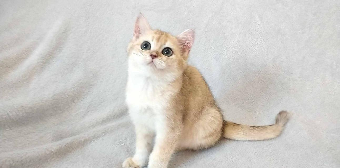 British Shorthair  17