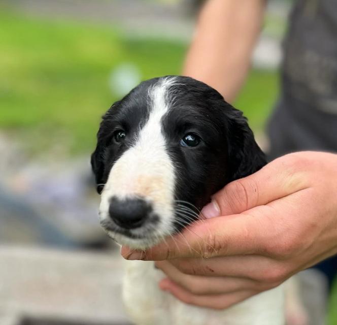 หาบ้านให้สุนัข Borzoi พันธุ์แท้ 100% 2