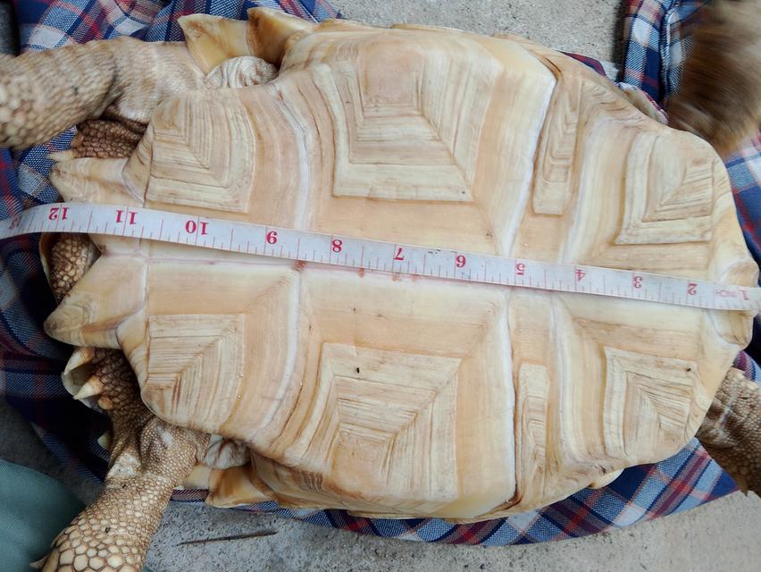 เต่าซูกาต้าเพศเมีย 13 นิ้ว