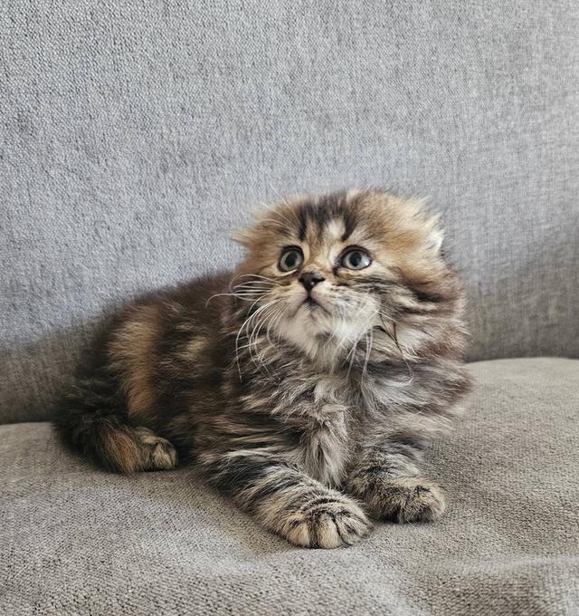 สก็อตติชโฟลด์ บุ้งกี๋