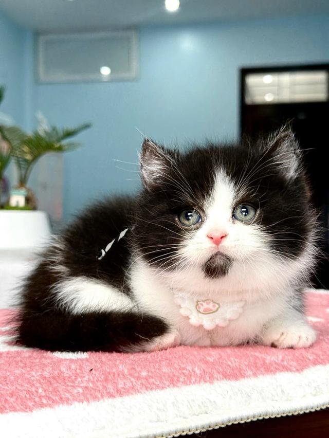 แมวมันช์กิ้น บริติช แร็กดอลรวมในนี้ทักได้เลยค่ะ รูปที่ 6