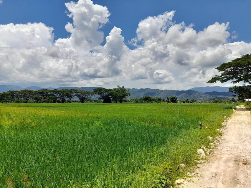 🔥ขายที่ดิน  ด่วนถูกสุด ในย่านนี้🔥🔥🔥 📍ที่ตั้ง : ต.ม่วงคำ อ.พาน จ.เชียงราย  📍เนื้อที่ : 3 ไร่ 1 งาน (82 ตร.วา) 4