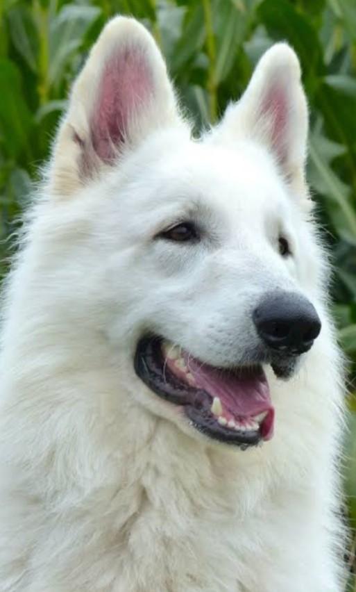 สุนัขเยอรมันเชพเพิร์ดสีขาวแสนรู้ 2