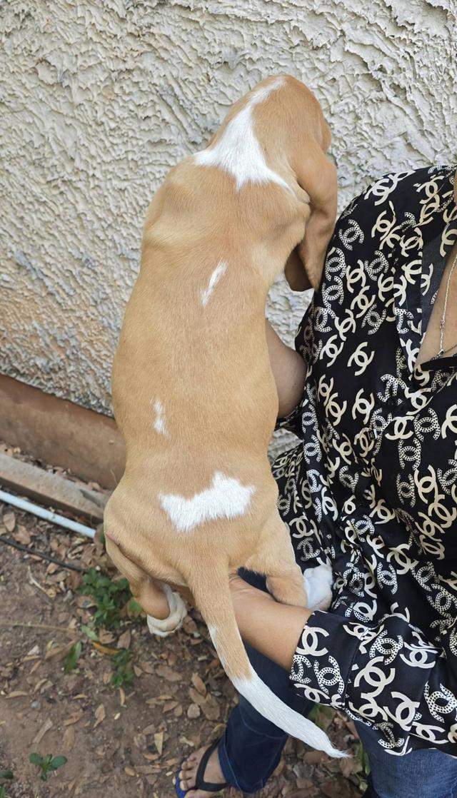 บาสเซ็ตฮาว์ดใบเพ็ดสมาคมพัฒนาพันธุ์สุนัข รูปที่ 8