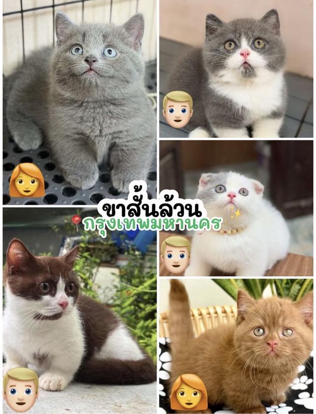 รวมแมวมันช์กิ้นขาสั้น บริติช แร็กดอบสามารถผ่อนไปเลี้ยงไปได้ เรทผ่อนเบาๆ