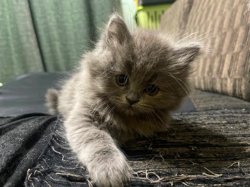 แมวสีไลแลค-ทั้งตัว (Lilac cat) 3