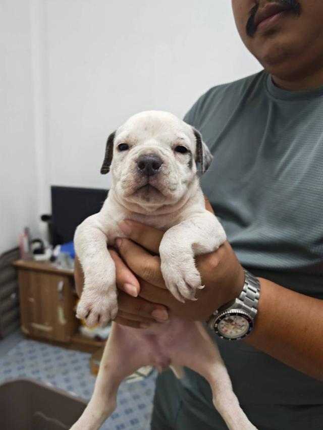 American bully3,500-5,500฿ อเมริกันบูลลี่สายพันธุ์แท้ราคาไม่แรง🏡p'tigerขอนแก่น 3,500-5,500฿ 9