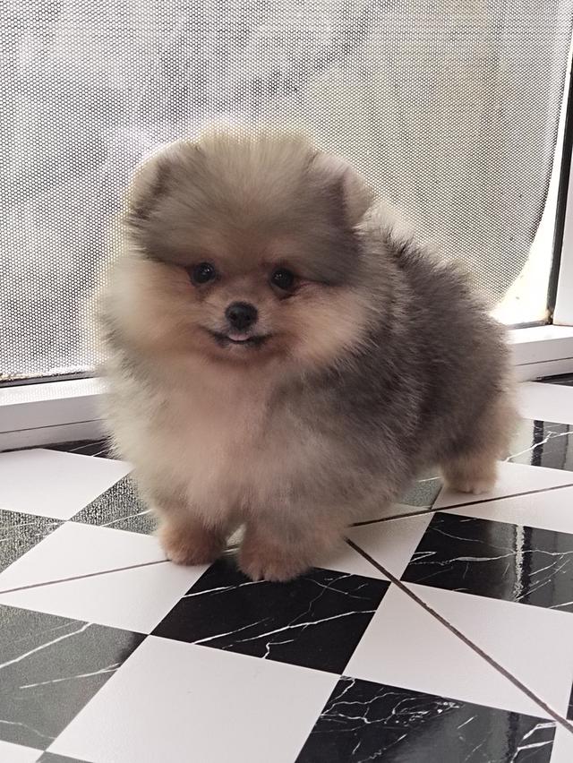 ปอมเมอเรเนียน 9