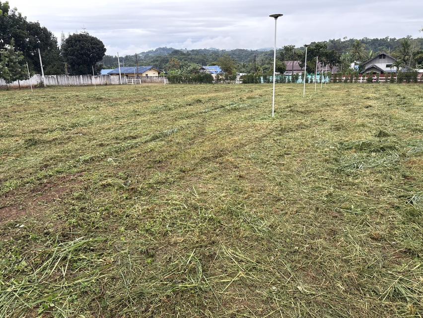 ที่ดินสถานที่ท่องเที่ยว ครุฑแดง หน้ากว้าง 67 ม ซีเมนต์ ระบบนำ้ - ไฟฟ้าเข้าถึง 14