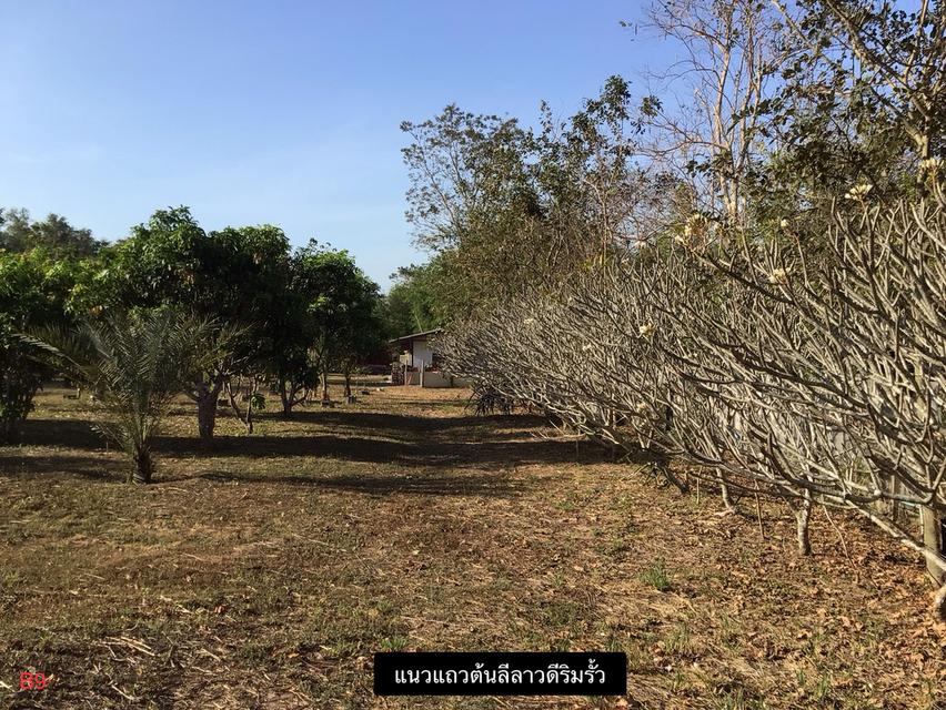 ขายที่ดินพร้อมบ้านและสวนผลไม้ 15
