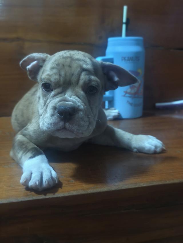 บูลลี่ 3