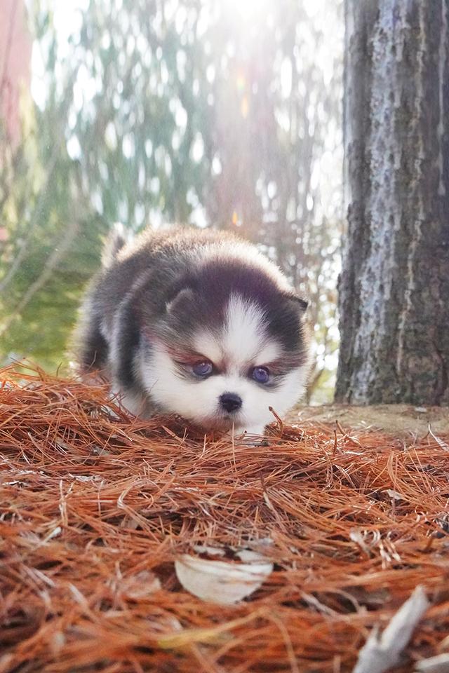 ขาย Pomsky แท้ นำเข้าจากเกาหลี หน้าหมี เพศผู้ เกรดพรีเมียม รูปที่ 3