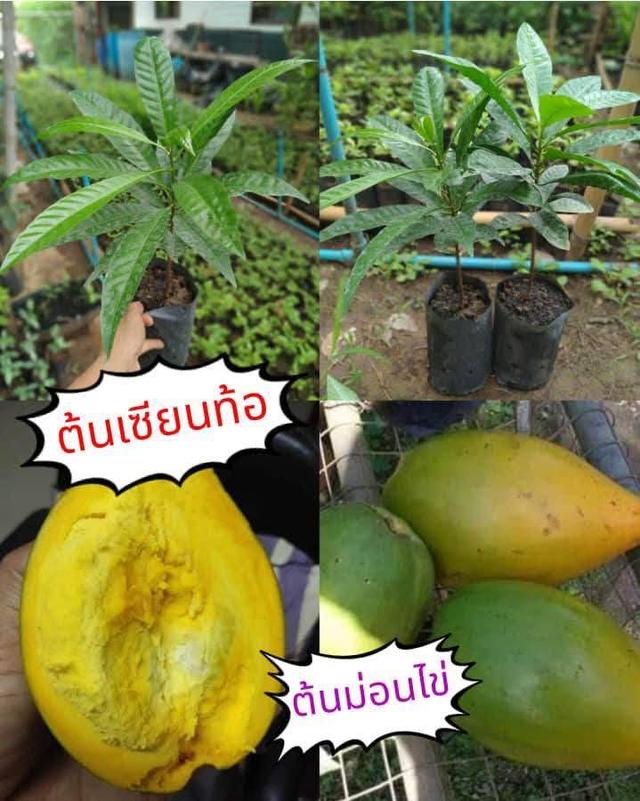 ต้นเซียนท้อ (2 ต้น )