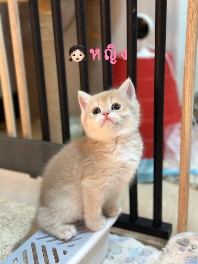 แมวมันซ์กิ้น- บริติช ขาปกติ รูปที่ 6