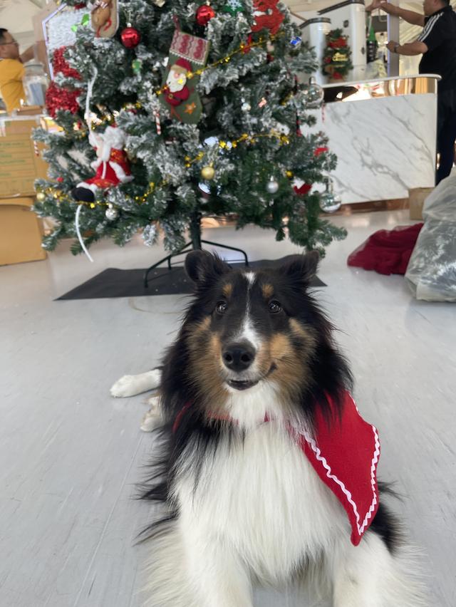 เชลตี้ shetland sheep dog (ลูกของน้องคนนี้) 9