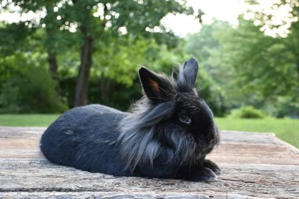 กระต่ายพันธุ์ไลอ้อน สีดํา 1