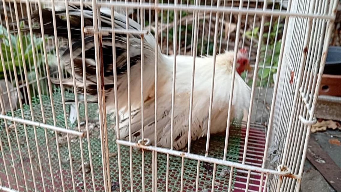 ไก่ซีไบร์ท 10