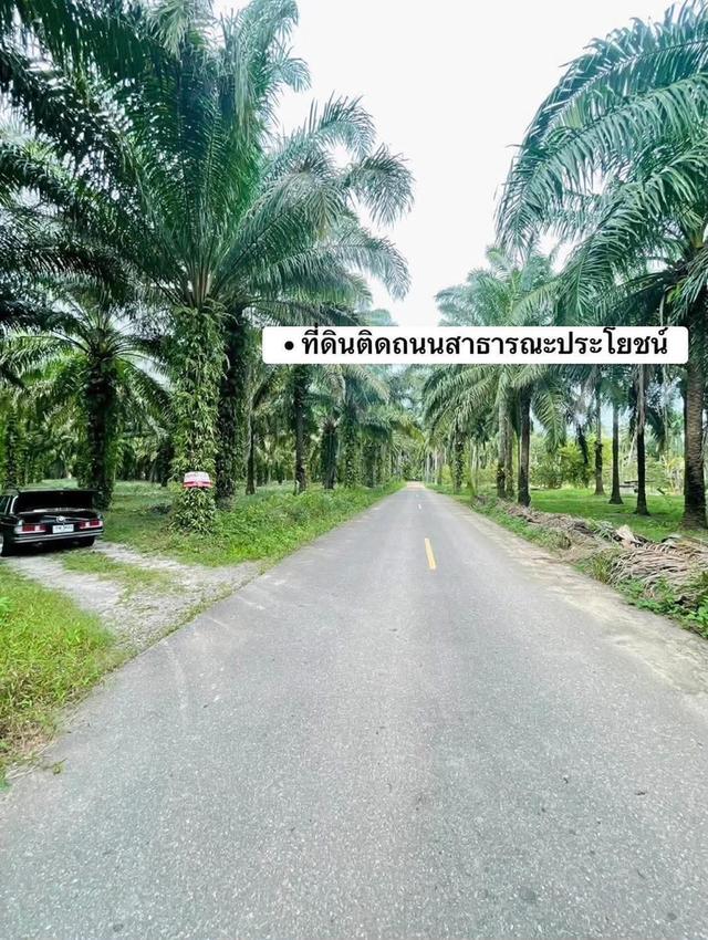 ที่ดินจังหวัดชุมพรหลังสวน 4