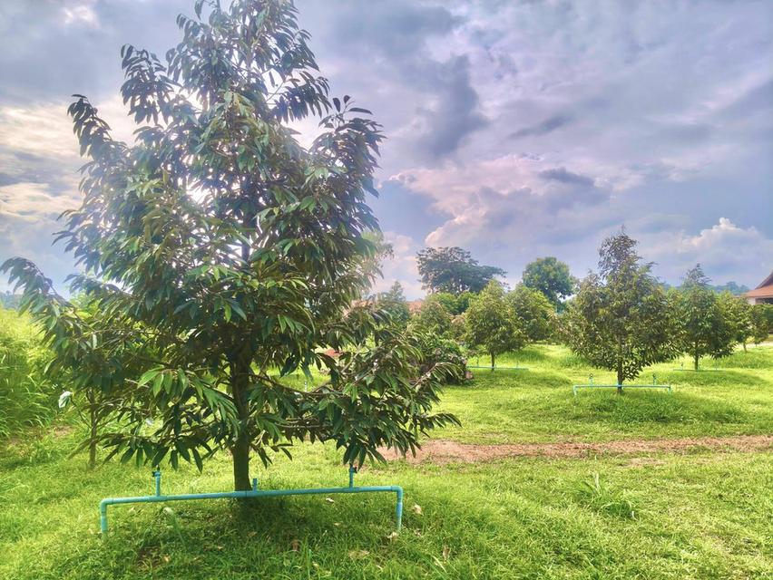 ขายที่สวนทุเรียน เขาใหญ่ ปากช่อง บ้านสวนผลไม้ คลองม่วง นครราชสีมา ที่ดิน 11 ไร่ บ้านไม้เรือนไทย ใกล้ภูเขา วิวเขาล้อมรอบสวยมาก ที่สูงอากาศดี 0879074045 2