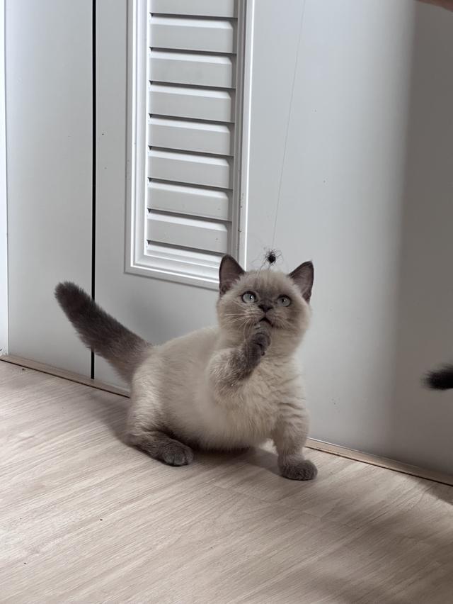 munchkin cat bluepoint