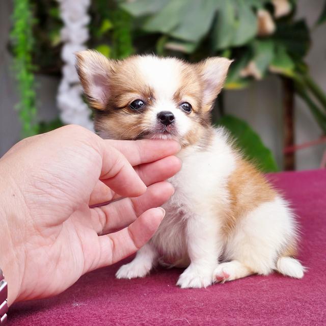 น้องเตตัสChihuahuaขนยาวหนุ่มหล่อไซส์เล็กน่ารักมาก 4