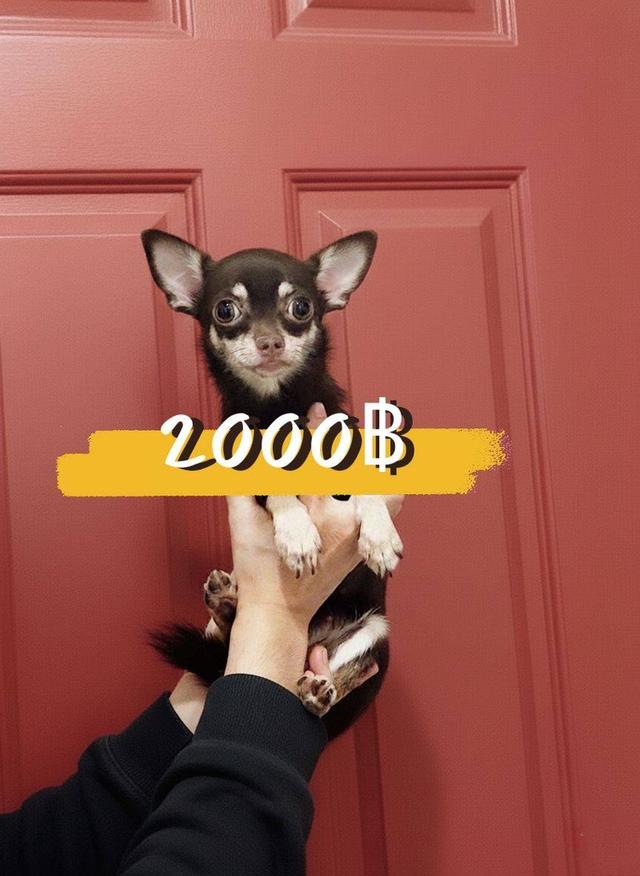 เด็กหญิงสีช็อคมีคิ้ว 